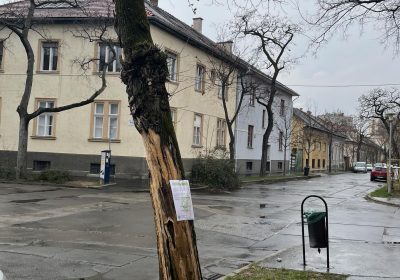 Veszélyes fa kivágása a Bíró Lajos és Delej utca sarkán