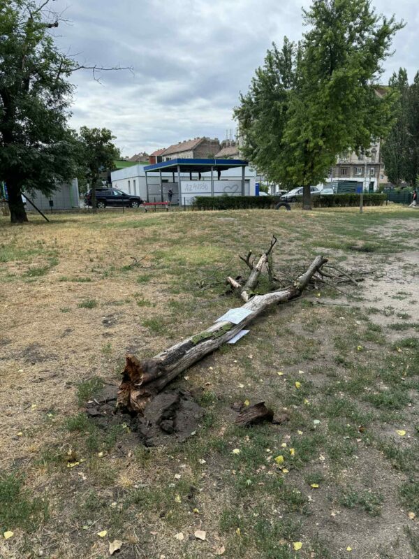 Viharkárok Józsefvárosban – kidőlt fa és leszakadt ágak, de senki nem sérült meg