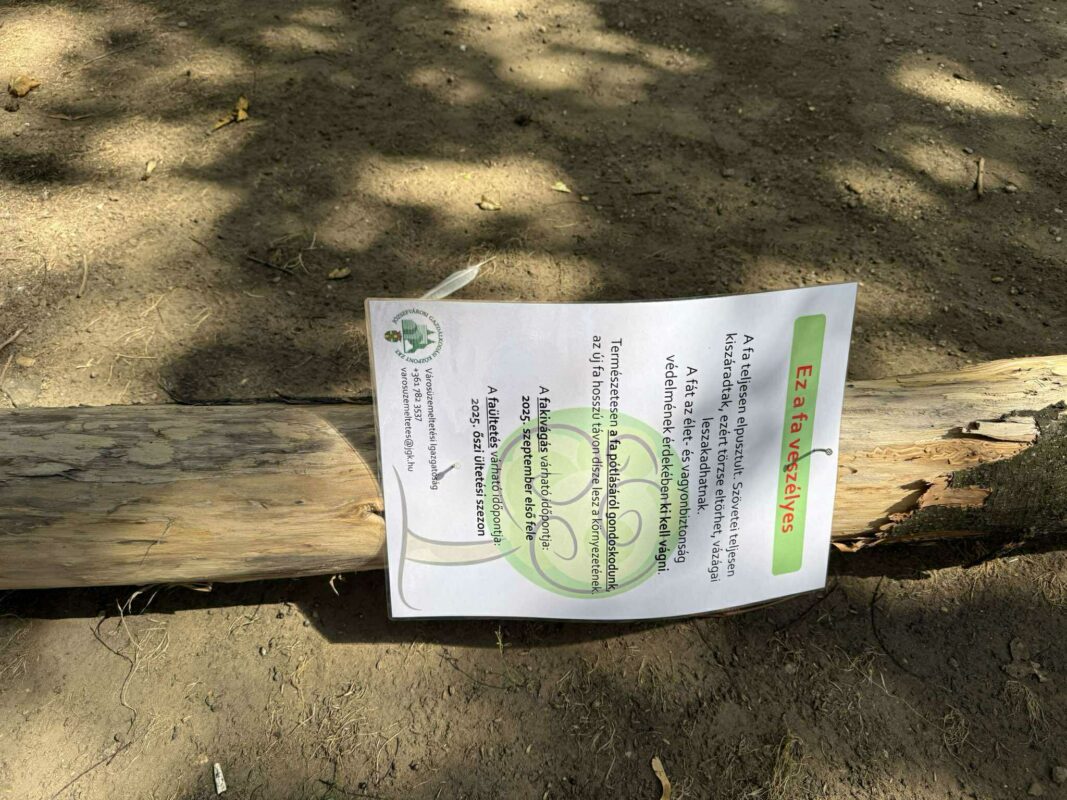 Kidőlt egy veszélyesnek jelölt fa a Muzsikus Cigányok parkjában