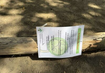 Kidőlt egy veszélyesnek jelölt fa a Muzsikus Cigányok parkjában