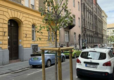 Ősszel pótolják a kiszáradt fákat a József utcában