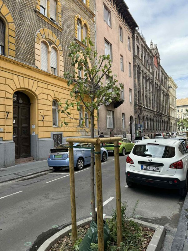 Ősszel pótolják a kiszáradt fákat a József utcában